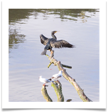 Cormorant and Gulls - Helen Kulczycki